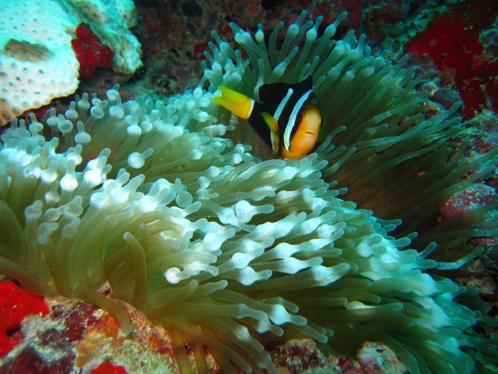 Marinabayvilla-Himandhoo Zewnętrze zdjęcie